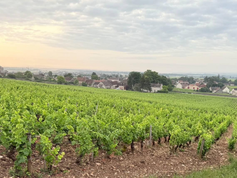 勃根地「無冕之王」！揭密Clos Saint-Jacques：探訪高牆老藤下的酒香詩意...為何超越特級園，讓行家甘願折服？